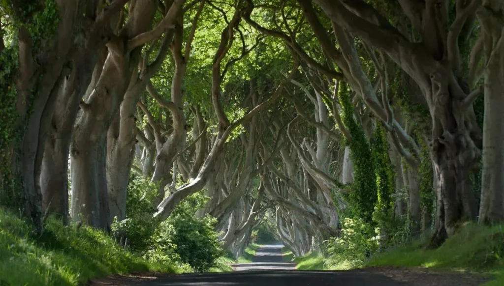 Dark Hedges