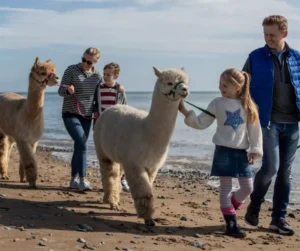 Alpaca Private Beach Trek