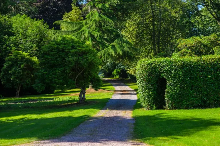 View down driveway through mature trees