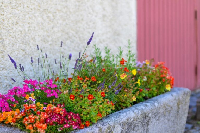 Colourful flowers in stone planter